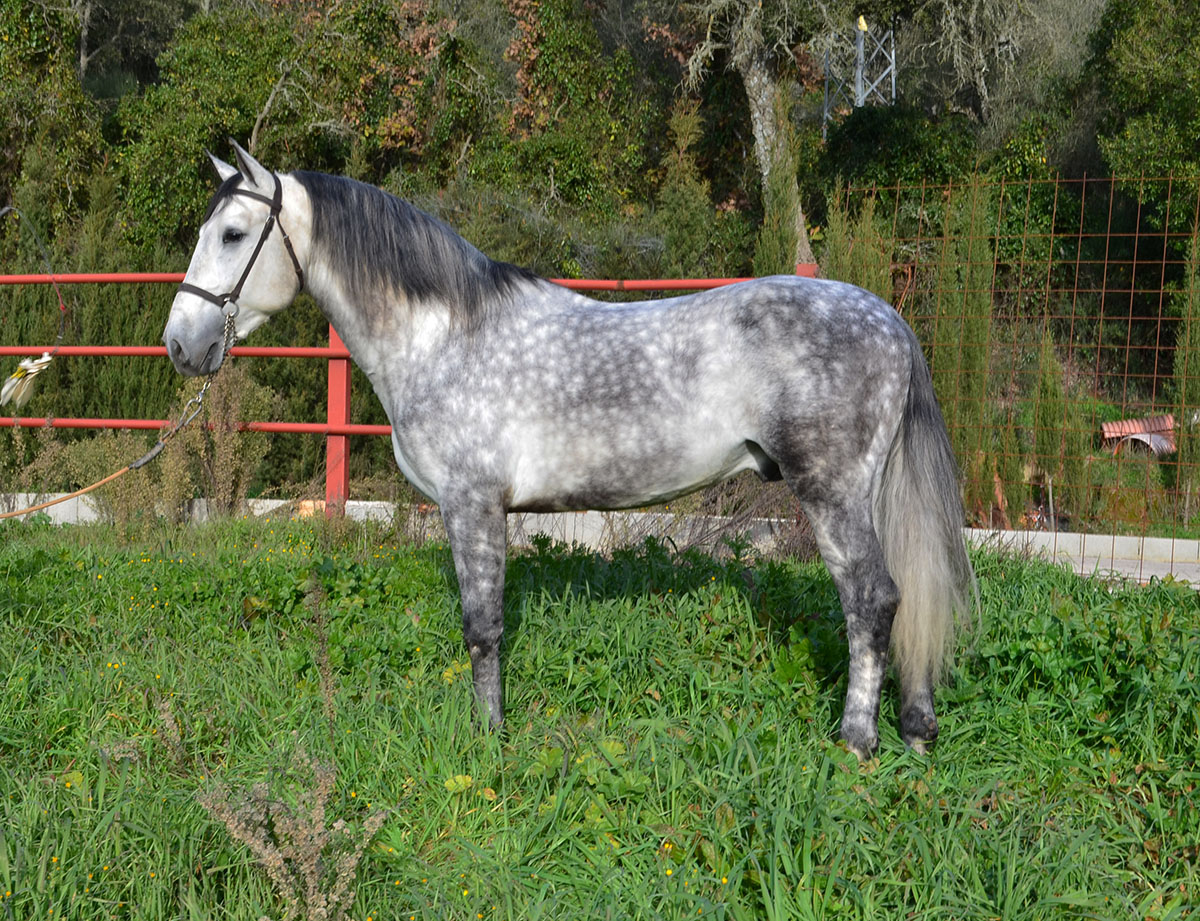 Caballo en Venta